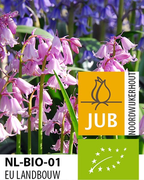 Hyacinthoides hispanica pink.jpg